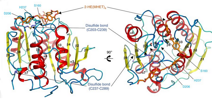 Ленточная диаграмма ПЭТазы с тремя остатками Ser160, Asp206 и His237. Каталитическая триада представлена палочками голубого цвета. Активный сайт показан оранжевым цветом, для представления стимуляции молекулой 2-HE(MHET)4[9].