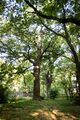 Черешчатые дубы — памятник природы