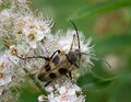 Pachyta quadrimaculata Linnaeus, 1758