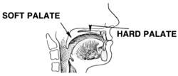 мягкое нёбо и твёрдое нёбо SOFT PALATE     HARD PALATE