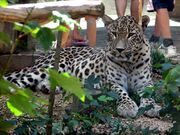 Переднеазиатский леопард в зоопарке г.Йиглава (Чехия).