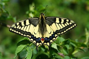Papilio Machaon JPG1a.jpg