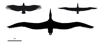 Сравнение размеров Pelagornis sandersi и современных андского кондора и странствующего альбатроса