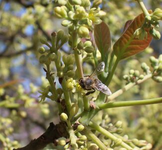 Пчелы — одни из опылителей авокадо