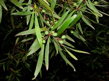 Persoonia silvatica