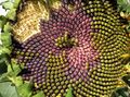 Спираль Ферма наблюдается на цветке подсолнечника Helianthus annuus