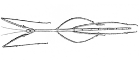 Самка Phobaeticus kirbyi