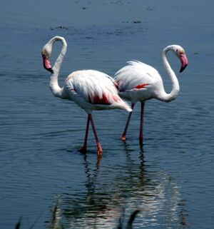 Phoenicopterus Roseus Le Grau-du-Roi 20080625.JPG