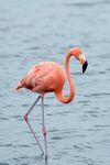 Phoenicopterus ruber Bonaire 1.jpg