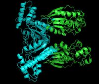 Фосфофруктокиназа-2: киназный домен показан бирюзовым, а фосфатазный - зелёным.