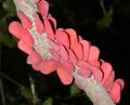 Фонарницы Phromnia rosea (Мадагаскар), садясь на стебель растения, размещаются в определённом порядке, создавая «соцветие»