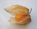 Учува или перуанская вишня (Physalis edulis)