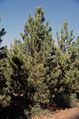 Pinus contorta latifolia