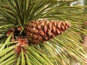 Pinus nigra cone Bad Voeslau.jpg