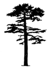 Pinus sylvestris Silhouette (oddsock).png