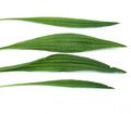 Продолговатый лист подорожника ланцетолистного (Plantago lanceolata)