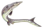 Platecarpus