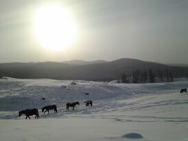 Вольный выпас коней местными жителями зимой на плато
