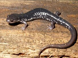 Plethodon teyahalee