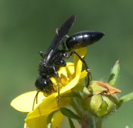 Podalonia sp.