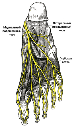 Подошвенные нервы