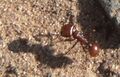 Муравей Pogonomyrmex barbatus