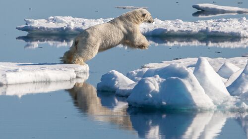 Polar bear (Ursus maritimus) in the drift ice region north of Svalbard.jpg
