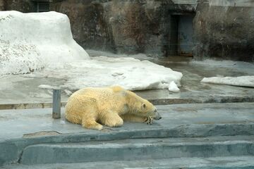 Белый медведь в ижевском зоопарке