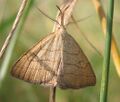 Polypogon tentacularia (Herminiinae)