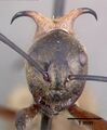 Polyrhachis bihamata