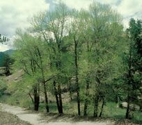 Группа Populus angustifolia