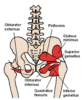 Квадратная мышца бедра обозначена как Quadratus femoris