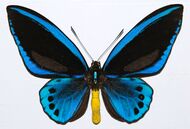 Priam's Blue Birdwing (Ornithoptera priamus urvillianus) male (8361988622).jpg