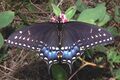 Самка Papilio polyxenes