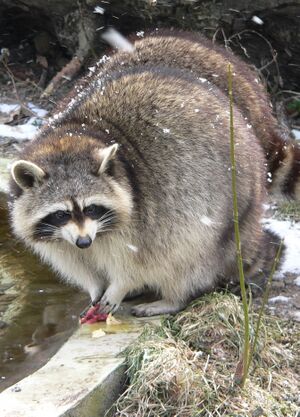 Procyon lotor 7 - am Wasser.jpg