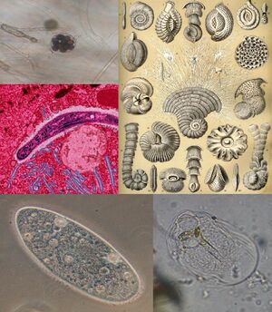 Protist collage.jpg