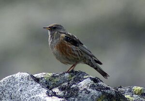 Prunella collaris Pyrenees.jpg