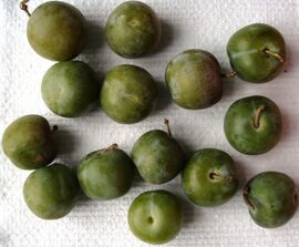 Prunus Grosse-Gruene-Reneklode.JPG