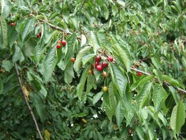 Prunus avium fruit1.jpg