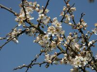 Prunus spinosa 130403.jpg