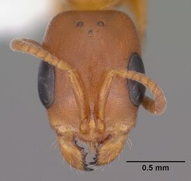 Pseudomyrmex apache