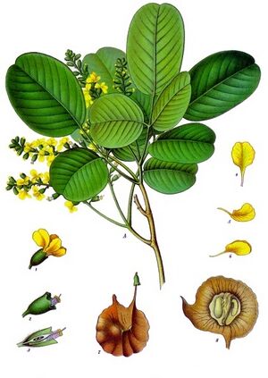 Pterocarpus santalinus - Köhler–s Medizinal-Pflanzen-114.jpg