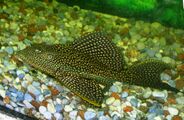 Пятнистый плекостом (Hypostomus plecostomus)