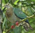 Жемчужнокрылый пёстрый голубь обитает на Новой Гвинеи и в Индонезии