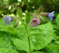 Двойной завиток у Pulmonaria officinalis