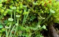 Cladonia asahinae