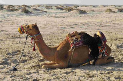 Тканое верблюжье седло, Катар