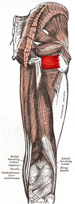 Квадратная мышца бедра выделена красным