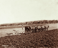 Вспашка 6-корпусным плугом запряжённым 12 лошадьми. Австралия, конец XIX века
