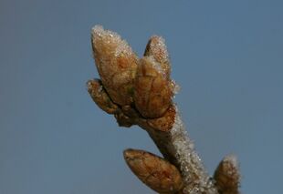 Quercus-petraea-buds.JPG